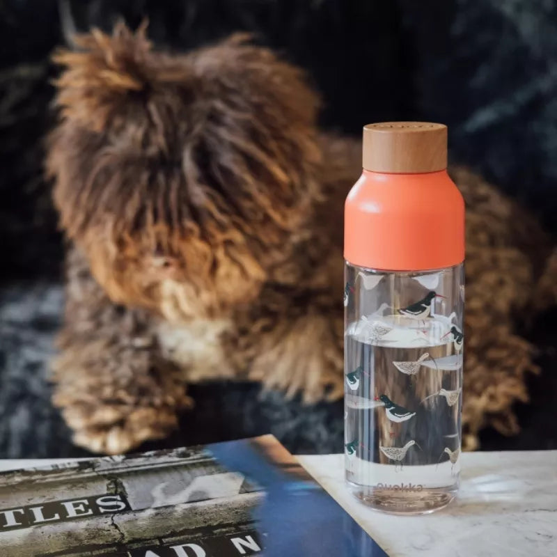 Quokka Ice - Ecozen Vandens butelis 720 ml (Paukščiai)